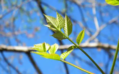 Siitepölykausi – Näin pidät kodin ilman puhtaana allergiakaudella